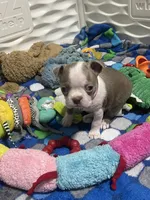 Dark pink collar , a female Boston Terrier for sale in Sebring, FL – 2 of 5