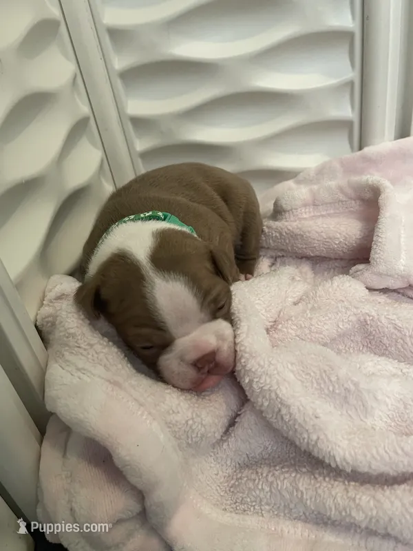 Green collar  – Boston Terrier puppy for sale in Sebring, FL