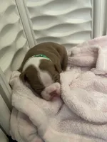 Green collar , a male Boston Terrier for sale in Sebring, FL – 1 of 2