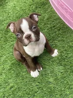 Orange collar , a female Boston Terrier for sale in Sebring, FL – Photo 3 of 4