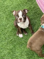 Orange collar , a female Boston Terrier for sale in Sebring, FL – Photo 4 of 4