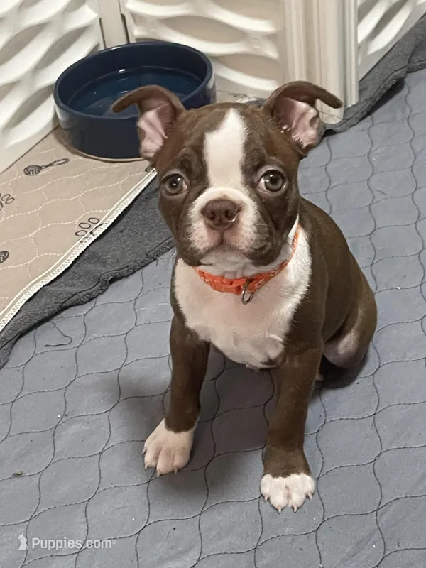 Orange collar  – Boston Terrier puppy for sale in Sebring, FL