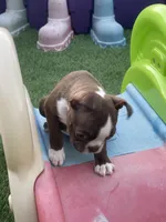 Orange collar , a female Boston Terrier for sale in Sebring, FL – Photo 2 of 4