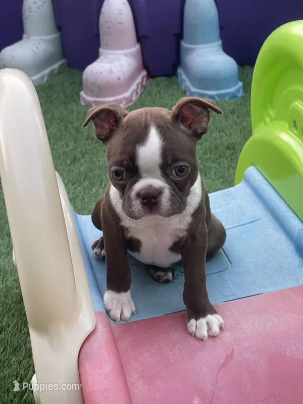 Orange collar  – Boston Terrier puppy for sale in Sebring, FL