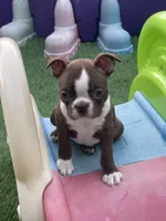 Orange collar , a female Boston Terrier for sale in Sebring, FL – Photo 1 of 4