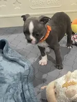 Orange collar , a female Boston Terrier for sale in Sebring, FL – 4 of 5