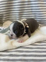 Tan collar , a female Boston Terrier for sale in Sebring, FL – Photo 8 of 8