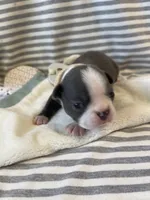 Tan collar , a female Boston Terrier for sale in Sebring, FL – Photo 5 of 8