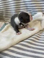 Tan collar , a female Boston Terrier for sale in Sebring, FL – Photo 3 of 8