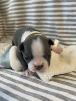 Tan collar , a female Boston Terrier for sale in Sebring, FL – Photo 6 of 8