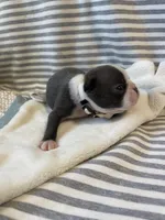 Tan collar , a female Boston Terrier for sale in Sebring, FL – Photo 4 of 8