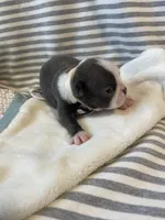 Tan collar , a female Boston Terrier for sale in Sebring, FL – Photo 2 of 8