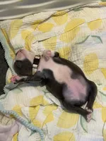 Tan collar , a female Boston Terrier for sale in Sebring, FL – Photo 1 of 8