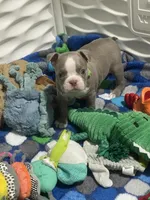 Lime collar , a male Boston Terrier for sale in Sebring, FL – 8 of 8