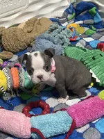 Light pink collar , a female Boston Terrier for sale in Sebring, FL – 9 of 9