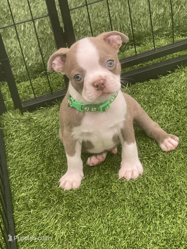 Green collar – Boston Terrier puppy for sale in Sebring, FL