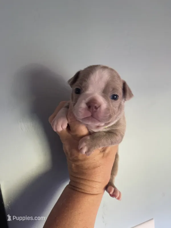 Lime green  – Boston Terrier puppy for sale in Sebring, FL