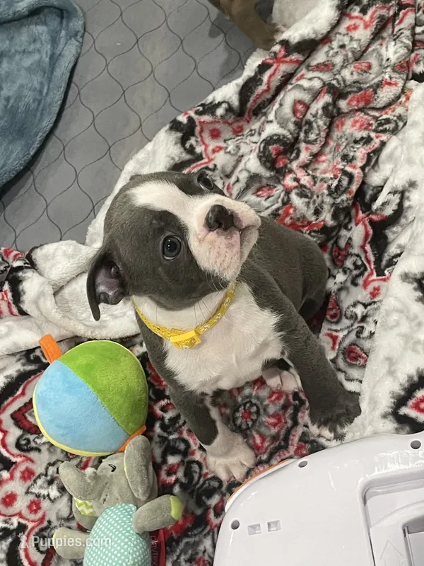 Yellow collar  – Boston Terrier puppy for sale in Sebring, FL
