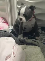 Red collar , a male Boston Terrier for sale in Sebring, FL – 2 of 2