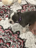 Purple collar , a female Boston Terrier for sale in Sebring, FL – 5 of 6