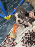 Purple collar , a female Boston Terrier for sale in Sebring, FL – 6 of 6