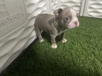 Lime collar , a male Boston Terrier for sale in Sebring, FL – 6 of 8