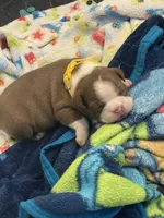 Yellow , a male Boston Terrier for sale in Sebring, FL – 2 of 2
