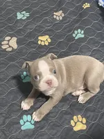 Lime collar , a male Boston Terrier for sale in Sebring, FL – 7 of 8