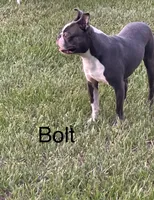 Bolt , a male Boston Terrier for sale in Sebring, FL – 2 of 4