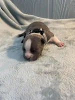 Silver collar , a female Boston Terrier for sale in Sebring, FL – Photo 2 of 10