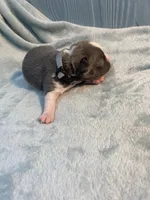 Silver collar , a female Boston Terrier for sale in Sebring, FL – Photo 5 of 10