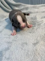 Silver collar , a female Boston Terrier for sale in Sebring, FL – Photo 4 of 10