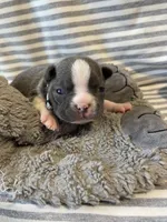 Silver collar , a female Boston Terrier for sale in Sebring, FL – Photo 9 of 10