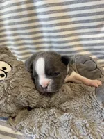 Silver collar , a female Boston Terrier for sale in Sebring, FL – Photo 7 of 10