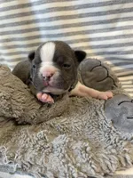 Silver collar , a female Boston Terrier for sale in Sebring, FL – Photo 1 of 10