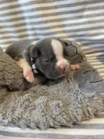 Silver collar , a female Boston Terrier for sale in Sebring, FL – Photo 8 of 10