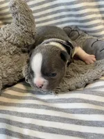 Silver collar , a female Boston Terrier for sale in Sebring, FL – Photo 10 of 10