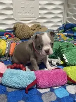 Dark pink collar , a female Boston Terrier for sale in Sebring, FL – 3 of 5