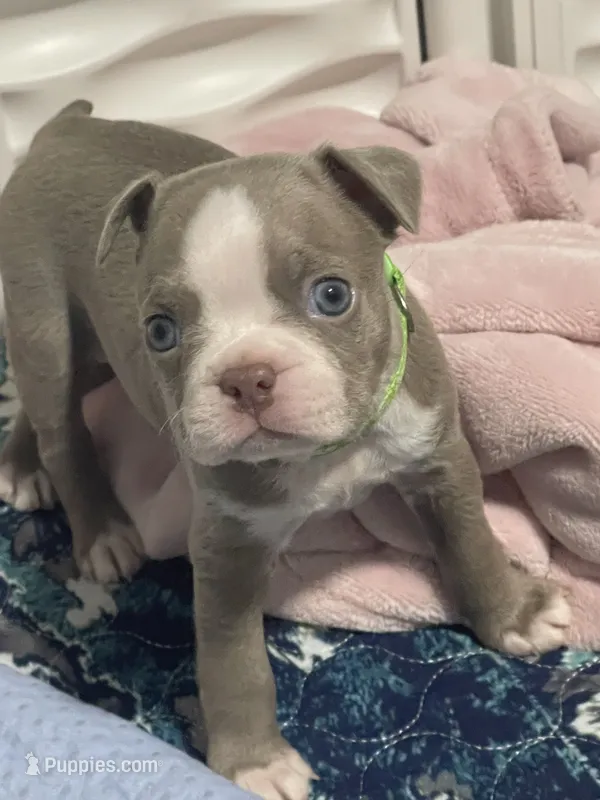 Lime collar , a male Boston Terrier for sale in Sebring, FL – 1 of 8