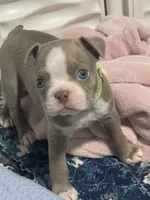 Lime collar , a male Boston Terrier for sale in Sebring, FL – 1 of 8