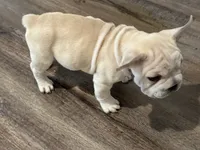 Bandit , a male French Bulldog for sale in San Antonio, TX – 2 of 3