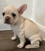 Flower , a female French Bulldog for sale in San Antonio, TX – 2 of 2