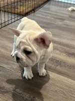 Bandit , a male French Bulldog for sale in San Antonio, TX – 3 of 3