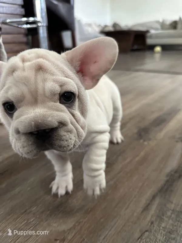 Rose – French Bulldog puppy for sale in San Antonio, TX