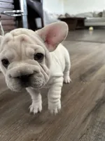 Rose, a female French Bulldog for sale in San Antonio, TX – 1 of 2