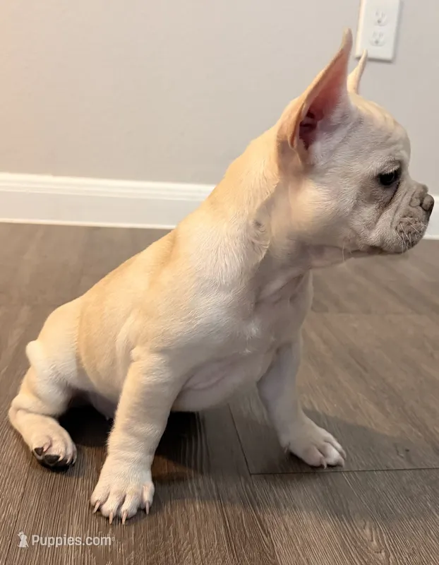Flower  – French Bulldog puppy for sale in San Antonio, TX