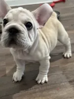 Bandit , a male French Bulldog for sale in San Antonio, TX – 1 of 3