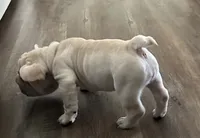 Rose, a female French Bulldog for sale in San Antonio, TX – 2 of 2