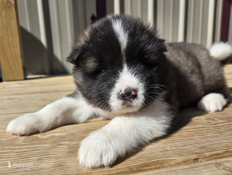 Magnus  – Akita puppy for sale in Searsboro, IA