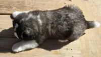 Magnus , a male Akita for sale in Searsboro, IA – Photo 3 of 4